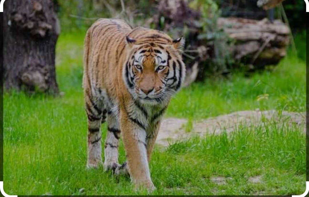 Majuli and Kaziranga Image 2