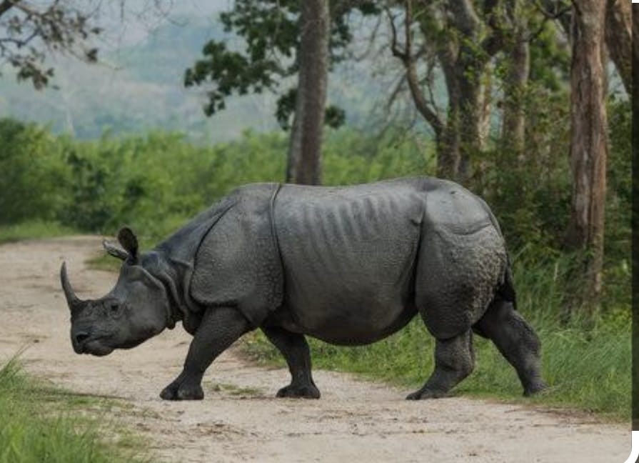 Majuli and Kaziranga